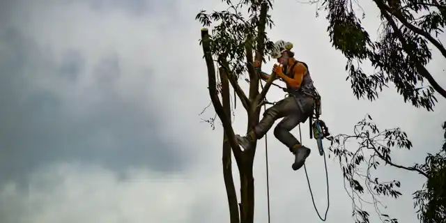 Los árboles mal podados dañan algo más que su atractivo exterior. La poda es fundamental para mantener la salud de su árbol, pero cuando se hace incorrectamente, puede causar daños graves.