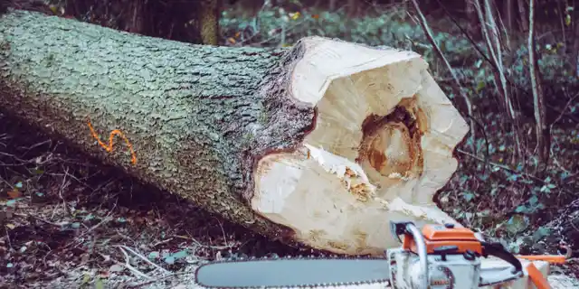 Muchas extracciones de árboles son peligrosas y complejas, y los errores pueden resultar costosos. Nuestros especialistas están asegurados y trabajarán con usted para retirar su árbol de manera segura y eficiente.
