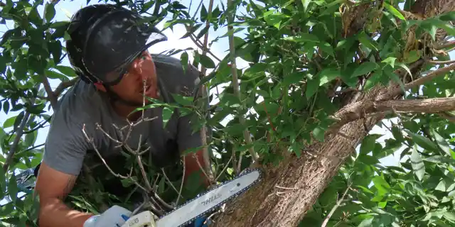 Ingenieros agrónomos y podadores certificados que combinan formación técnica y pasión por el cuidado de árboles y espacios verdes en toda el AMBA.