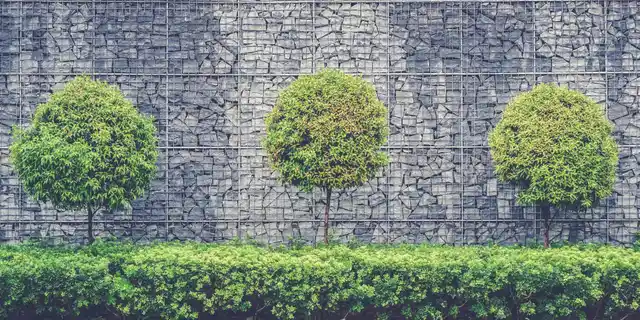 Nuestros servicios de poda combinan el cuidado que necesitan sus plantas con la estética que desea, garantizando crecimiento continuo y sanidad año tras año.