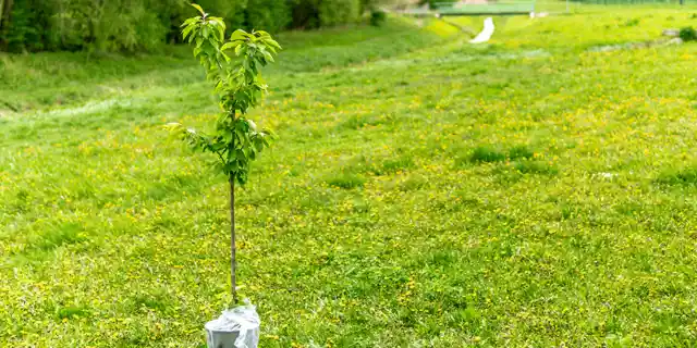 Nuestros especialistas cuentan con el conocimiento, la experiencia y la capacitación necesaria para asegurar que se plante el árbol correcto en el lugar adecuado, garantizando que prospere en las condiciones climáticas y del suelo locales.